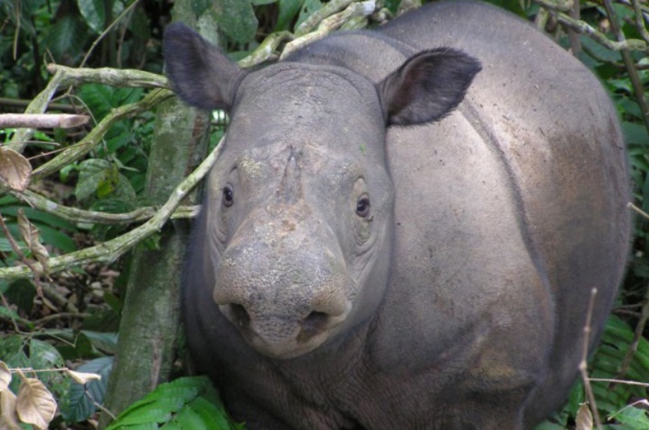 Le rhinocéros de Sumatra en voie d'extinction depuis un million d'années Le rhinocéros de Sumatra en voie d'extinction depuis un million d'années