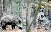 Wir sind Berliner ! Les sangliers s'incrustent dans la capitale Wir sind Berliner ! Les sangliers s'incrustent dans la capitale