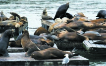 Insolite : Des nageurs attaqués par des lions de mer Insolite : Des nageurs attaqués par des lions de mer