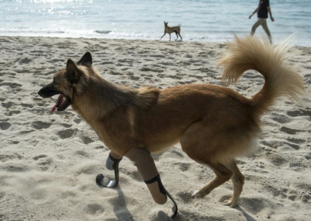 Un chien équipé de prothèses à la Pistorius Un chien équipé de prothèses à la Pistorius