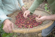 Les plantations de café, nouvelle niche touristique au Brésil