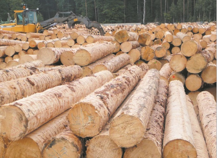 La production mondiale de bois enregistre une croissance accélérée