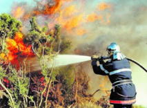 Quand les incendies de forêt font des ravages