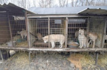 Eleveur de viande canine en Corée du Sud, un métier de chien