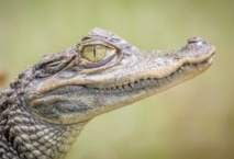 Insolite : Face à un crocodile
