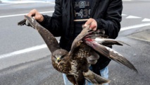 L'Albanie perd son aigle