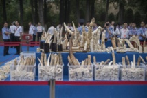 Le commerce de l'ivoire totalement interdit en Chine