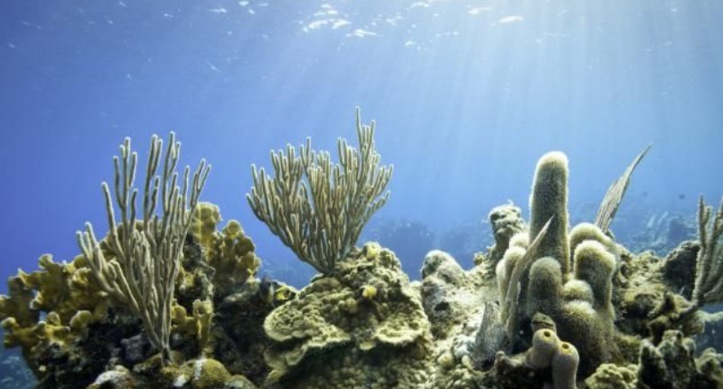 Accélération de la fréquence du blanchissement des récifs coralliens