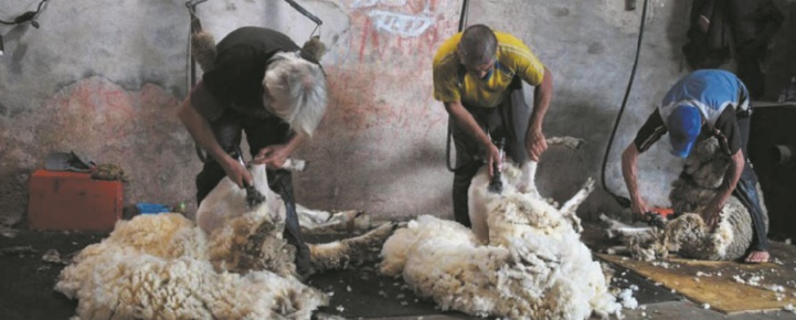 Des moutons aux berlines allemandes, l'Uruguay fait voyager sa laine