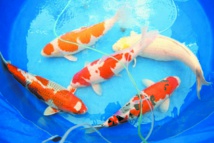 Les carpes koï colorées, des reines de beauté made in Japan