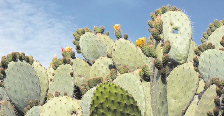 Le Plan Maroc Vert décliné en actions dans la province des Rhamna Le Plan Maroc Vert décliné en actions dans la province des Rhamna