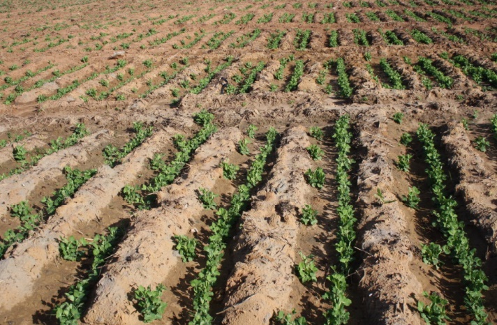 Dame Nature sourit au Maroc : Les dernières précipitations placent la campagne agricole dans des perspectives positives Dame Nature sourit au Maroc : Les dernières précipitations placent la campagne agricole dans des perspectives positives