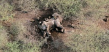 La faune sauvage, victime collatérale des guerres