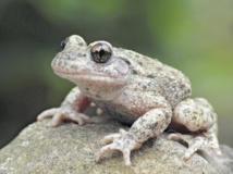 Insolite : Copulation des crapauds
