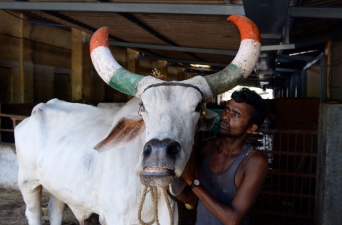 Insolite : "Thérapie de la vache"