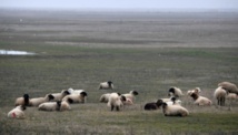 Ces moutons roumains qui rendent chèvres les militaires américains Ces moutons roumains qui rendent chèvres les militaires américains