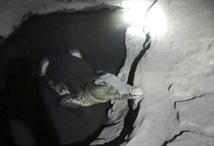 Insolite : Face à un crocodile Insolite : Face à un crocodile