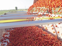 Développement des industries agroalimentaires au niveau de la région de Souss-Massa Développement des industries agroalimentaires au niveau de la région de Souss-Massa