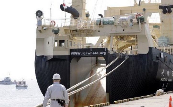 Le Japon décidé à poursuivre la chasse à la baleine Le Japon décidé à poursuivre la chasse à la baleine