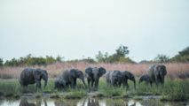 Le parc de la Pendjari se rêve en sanctuaire pour les éléphants d'Afrique de l'Ouest