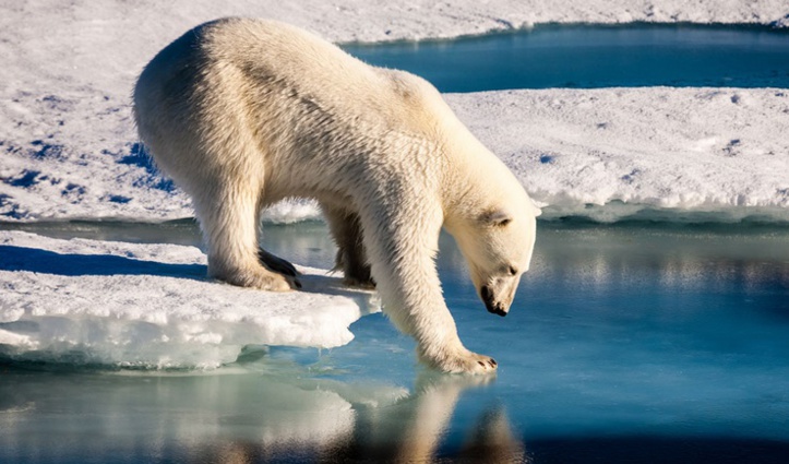 L'ours polaire ne trouve plus assez de phoques pour se rassasier