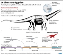 Découverte d'un dinosaure égyptien, très européen Découverte d'un dinosaure égyptien, très européen