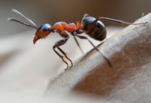 Les fourmis, une source future de médicaments ?