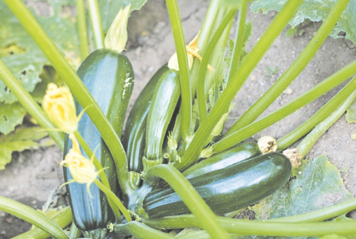 Menace sur la courgette : Le virus New Delhi constitue un danger pour 2.000 hectares d’une plante très prisée par la cuisine marocaine