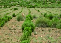 Les plantes aromatiques et médicinales du Maroc