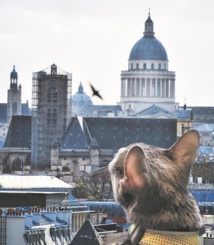 Insolite : Amener son chat en voyage?