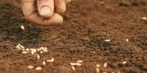 La région de Casa-Settat fournit 35% de la production nationale de semences sélectionnées