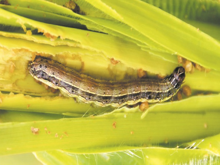 Des chenilles légionnaires menacent les champs de maïs Des chenilles légionnaires menacent les champs de maïs