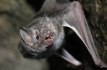 Les secrets des vampires pour ne vivre que de sang Les secrets des vampires pour ne vivre que de sang