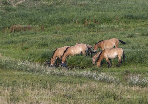 Il n'existe plus de chevaux sauvages sur Terre
