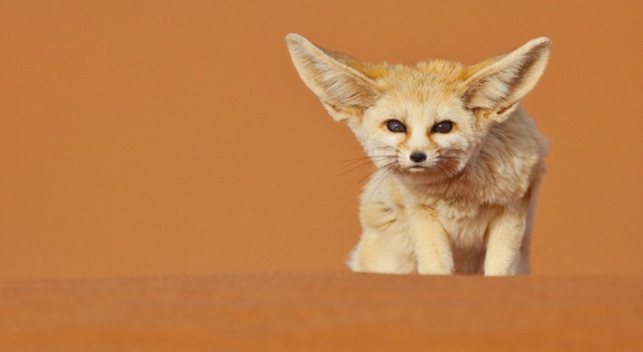 Le Maroc en branle-bas de combat contre le commerce illicite des espèces sauvages Le Maroc en branle-bas de combat contre le commerce illicite des espèces sauvages