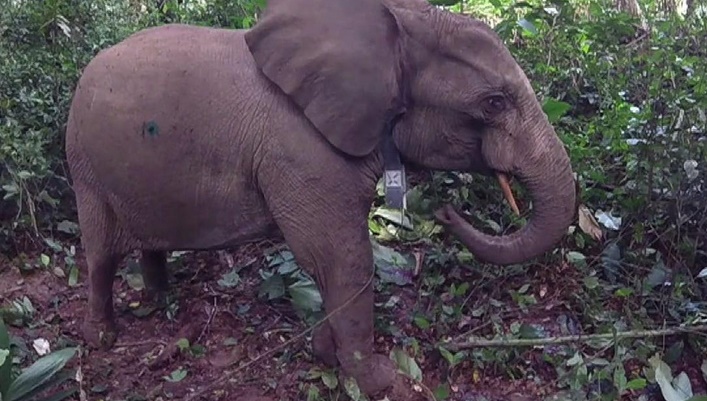 Les éléphants de différentes espèces ne s'accouplent plus entre eux