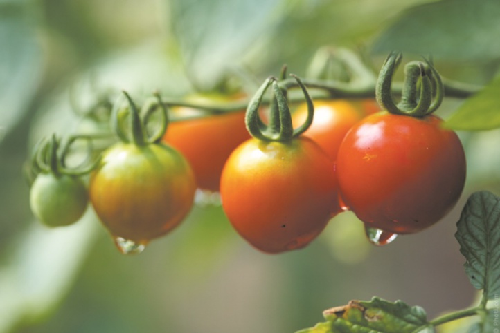 Moins d’eau pour la même quantité de tomates ? C’est possible Moins d’eau pour la même quantité de tomates ? C’est possible