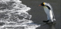 Pour les manchots royaux, l'exil incertain ou la mort Pour les manchots royaux, l'exil incertain ou la mort