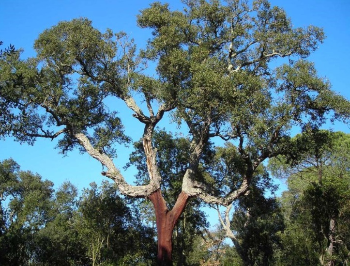 Le chêne-liège, un rempart précieux contre l'ensablement Le chêne-liège, un rempart précieux contre l'ensablement