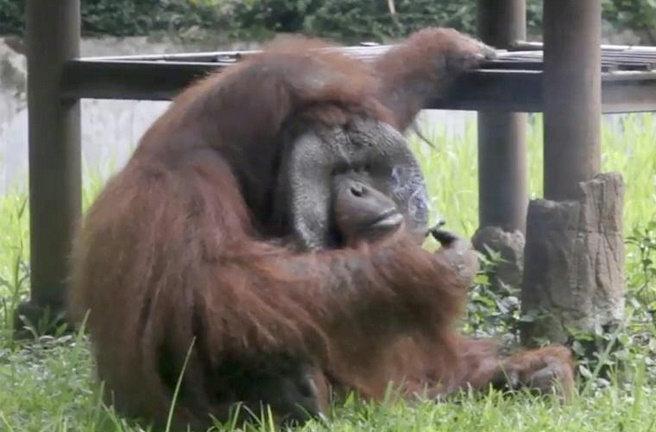 Insolite : Un orang-outan fumeur