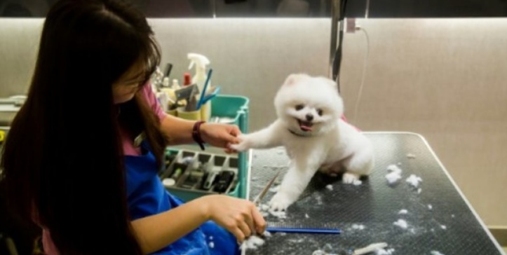 Insolite : Les toutous n'ont pas tous une vie de chien