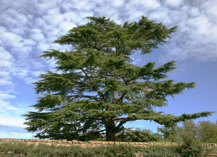 Le cèdre de l’Atlas, remède miracle pour forêts improductives et dégradées