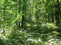 La forêt améliore le bien être de l’homme et agit sur son état de santé : La récréation au naturel La forêt améliore le bien être de l’homme et agit sur son état de santé : La récréation au naturel