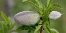 Les produits du terroir à l'honneur au Festival des amandiers de Tafraout