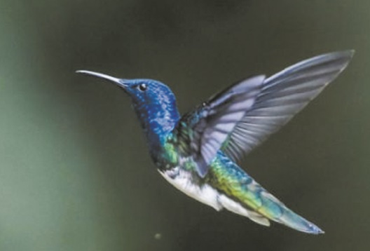 Observer les oiseaux, une passion sans limite d'âge en Colombie