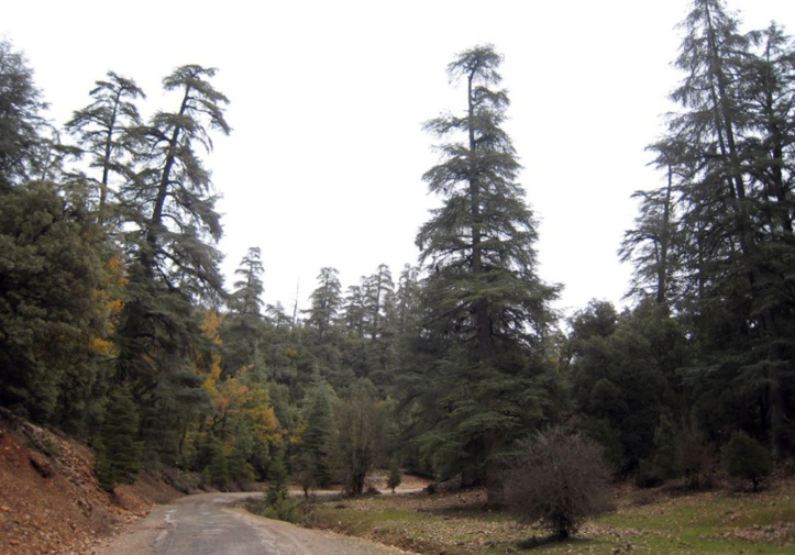 Journée internationale des forêts Journée internationale des forêts