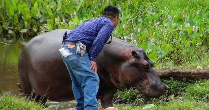 Insolite : La longue traque de "Tyson"