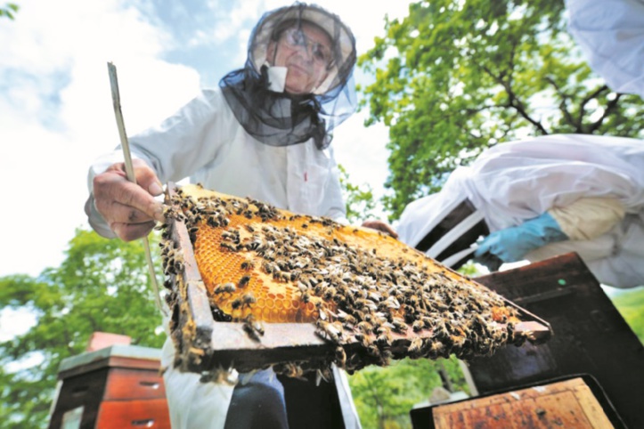 Des araignées salvatrices pour l’apiculture