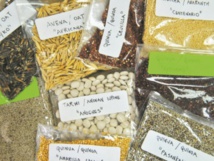 Les Andes, réserve de superaliments menacée par la surproduction