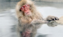 Les singes aussi tirent des bienfaits des sources d'eau chaude